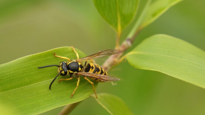 Allergische Reaktion auf Insektenstich: Insektengiftallergie bei Kindern