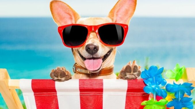 Reisen mit Hund: Tipps für Flugzeug, Zug und Auto Reisen mit Hund: Tipps für Flugzeug, Zug und Auto